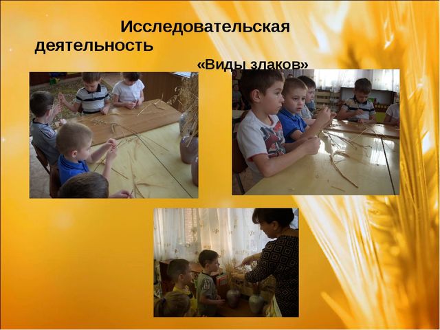 Проект: «Приключения хлебного зернышка»