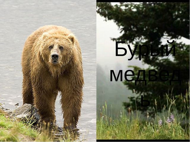 Презентация для детей "Бурый медведь"