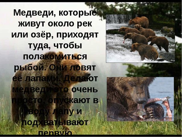 Презентация для детей "Бурый медведь"