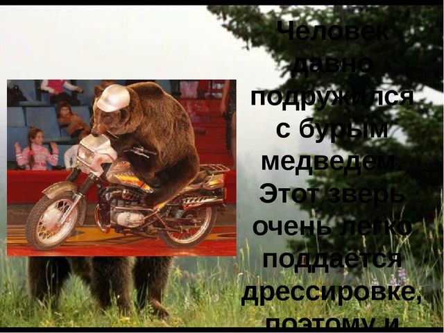 Презентация для детей "Бурый медведь"