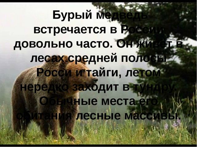 Презентация для детей "Бурый медведь"