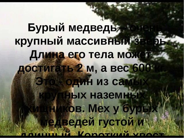 Презентация для детей "Бурый медведь"