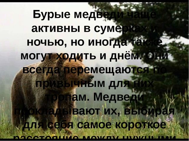Презентация для детей "Бурый медведь"