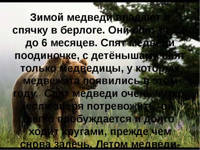 Презентация для детей "Бурый медведь"