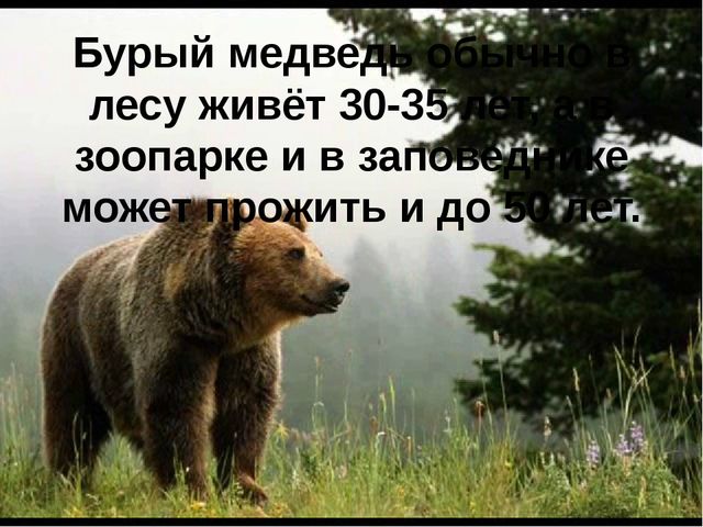 Презентация для детей "Бурый медведь"