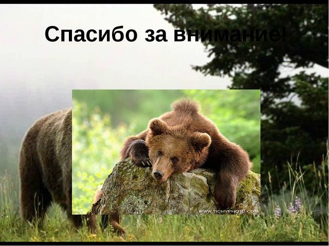 Презентация для детей "Бурый медведь"