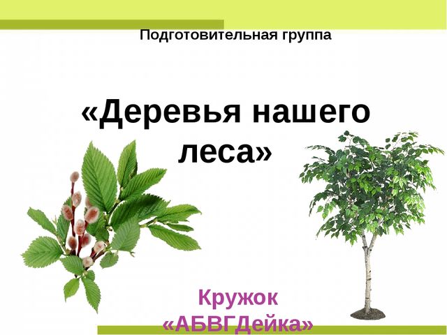 Презентация "Деревья нашего леса"