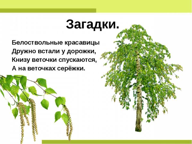 Презентация "Деревья нашего леса"