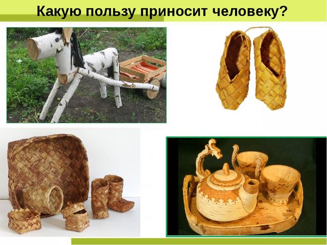 Презентация "Деревья нашего леса"