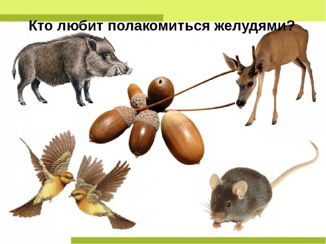 Презентация "Деревья нашего леса"