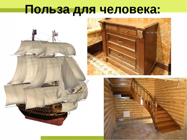 Презентация "Деревья нашего леса"