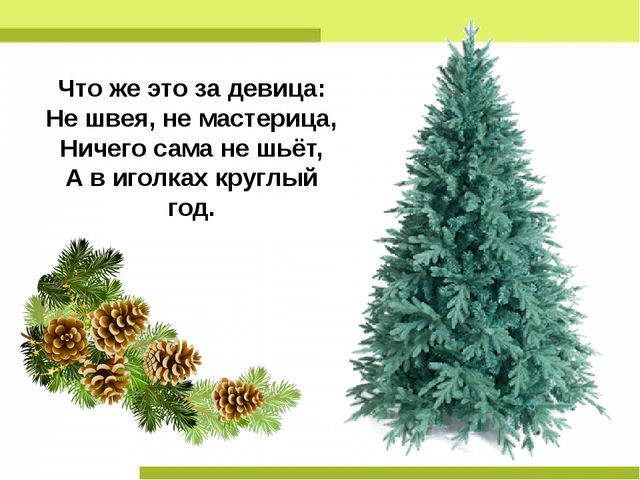 Презентация "Деревья нашего леса"
