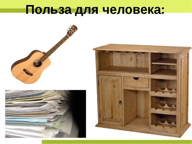 Презентация "Деревья нашего леса"