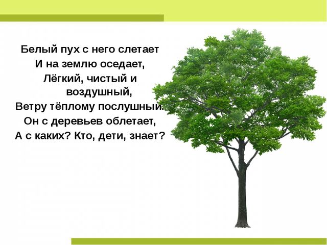 Презентация "Деревья нашего леса"