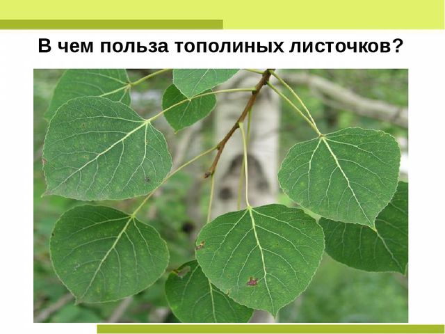 Презентация "Деревья нашего леса"