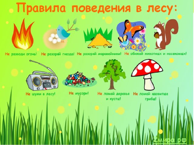 Презентация "Деревья нашего леса"