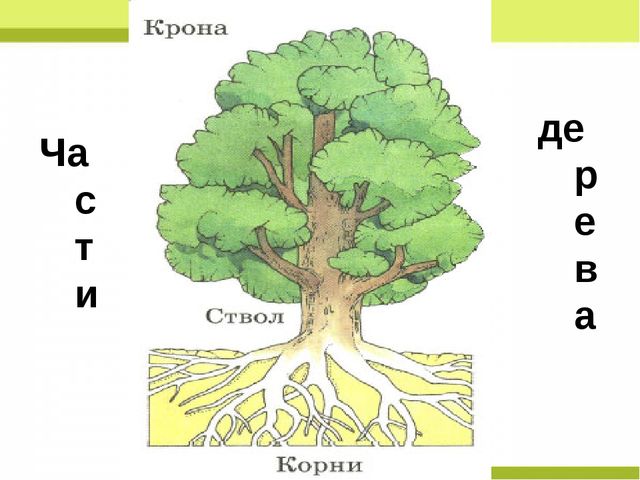 Презентация "Деревья нашего леса"