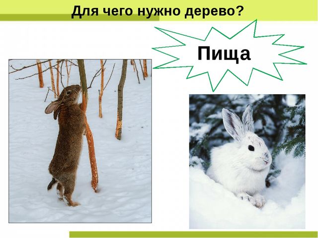 Презентация "Деревья нашего леса"
