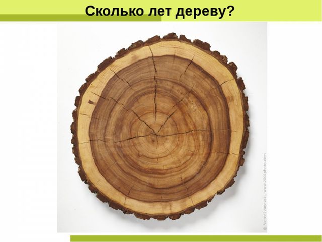 Презентация "Деревья нашего леса"