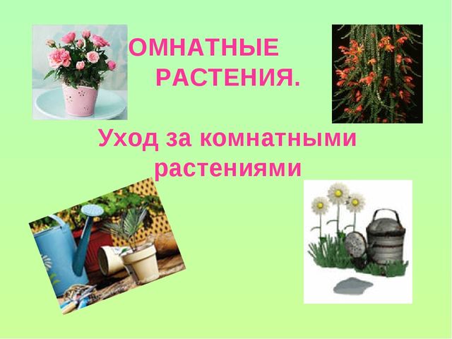 Презентация "Уход за комнатными растениями"