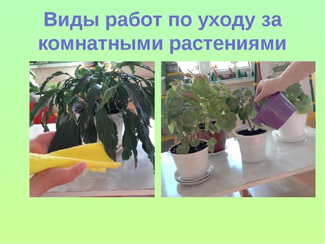 Презентация "Уход за комнатными растениями"