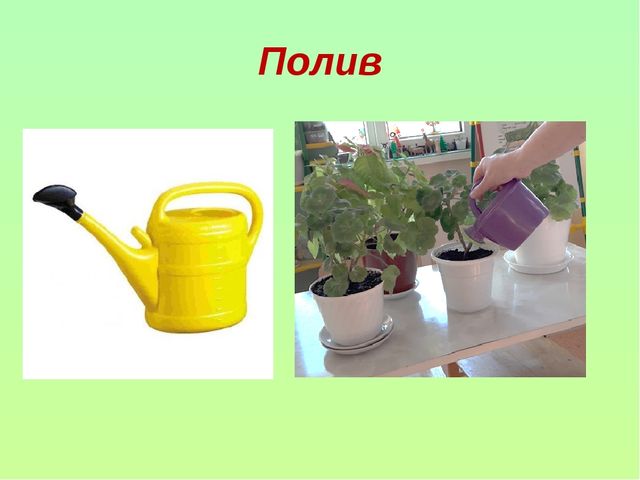 Презентация "Уход за комнатными растениями"