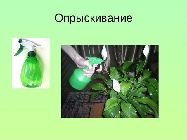 Презентация "Уход за комнатными растениями"