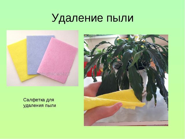 Презентация "Уход за комнатными растениями"