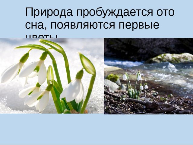 Презентация на тему "Весна"