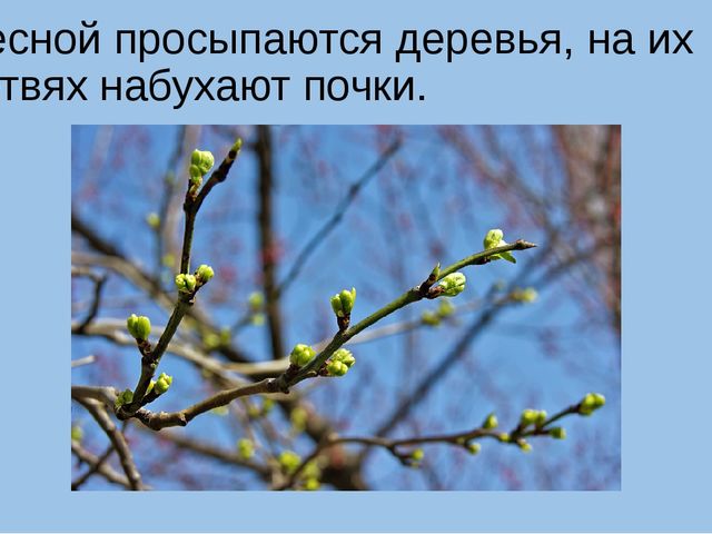Презентация на тему "Весна"