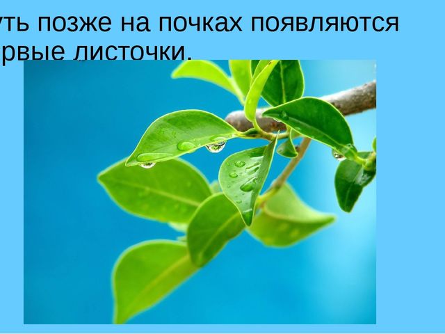 Презентация на тему "Весна"