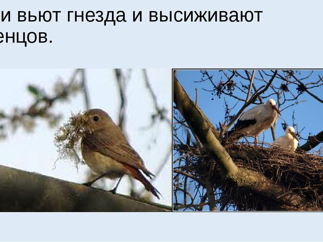 Презентация на тему "Весна"