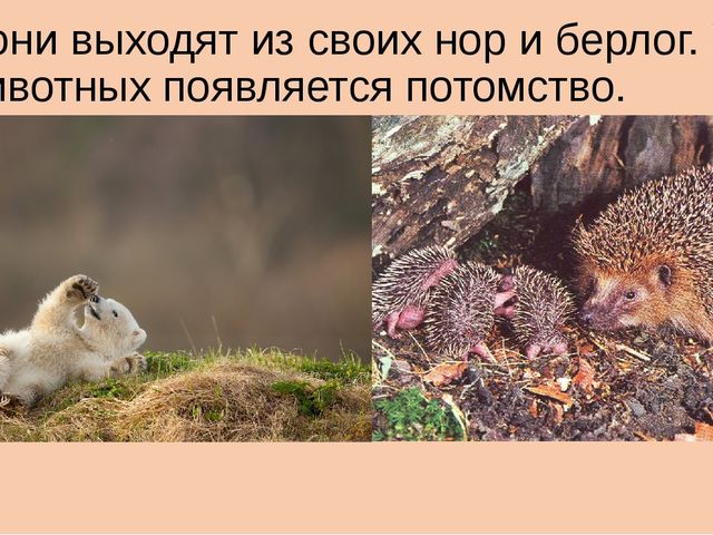Презентация на тему "Весна"