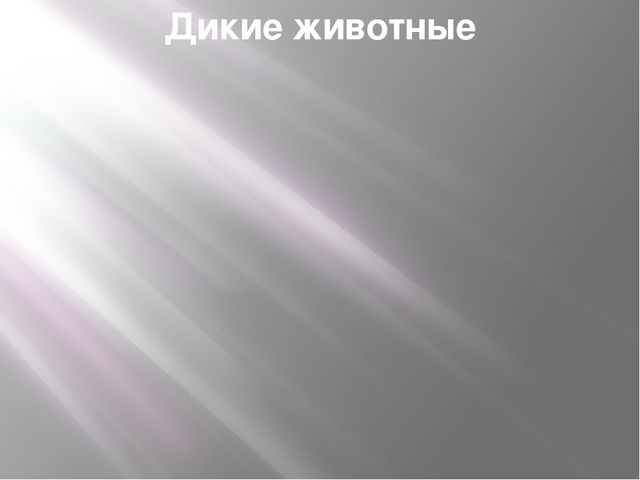 Слайд презентация:" Дикие животные"