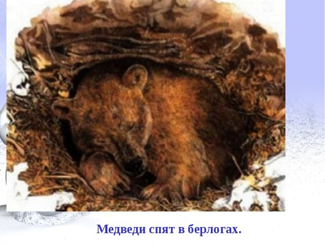 Слайд презентация:" Дикие животные"