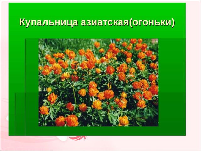 Мастер-класс по изготовлению цветов "огоньков" из гофрированной бумаги.