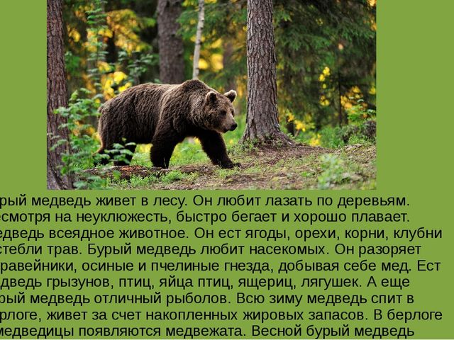 Презентация на тему "Животные средней полосы России"
