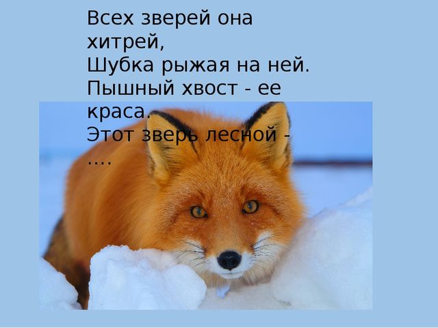 Презентация на тему "Животные средней полосы России"