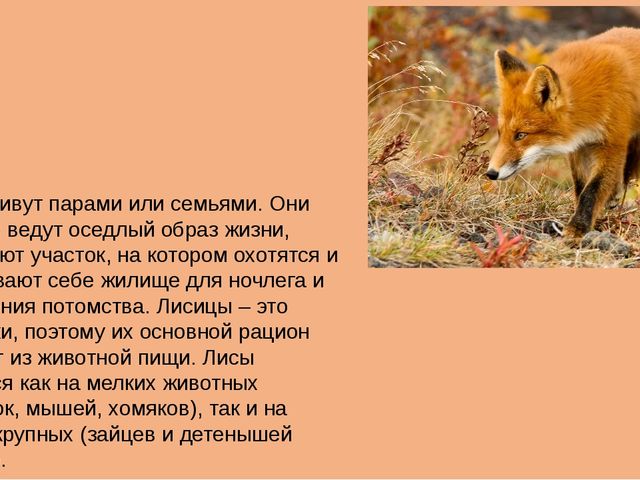 Презентация на тему "Животные средней полосы России"