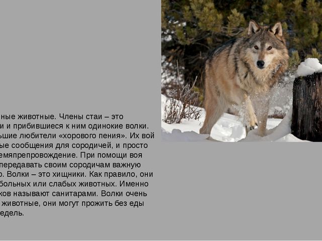 Презентация на тему "Животные средней полосы России"