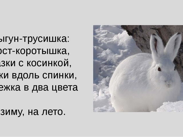 Презентация на тему "Животные средней полосы России"
