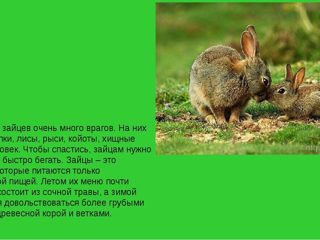 Презентация на тему "Животные средней полосы России"