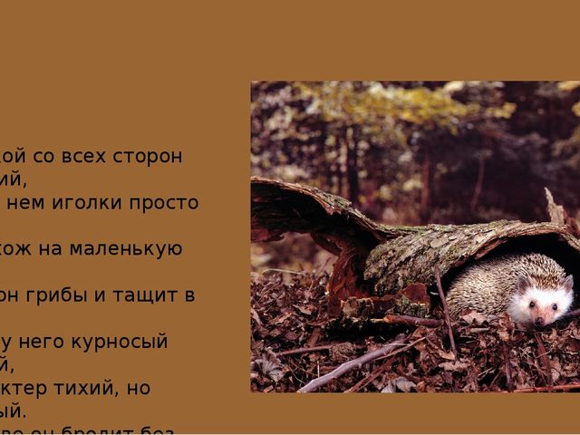 Презентация на тему "Животные средней полосы России"