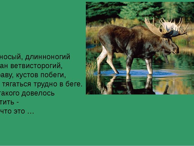 Презентация на тему "Животные средней полосы России"