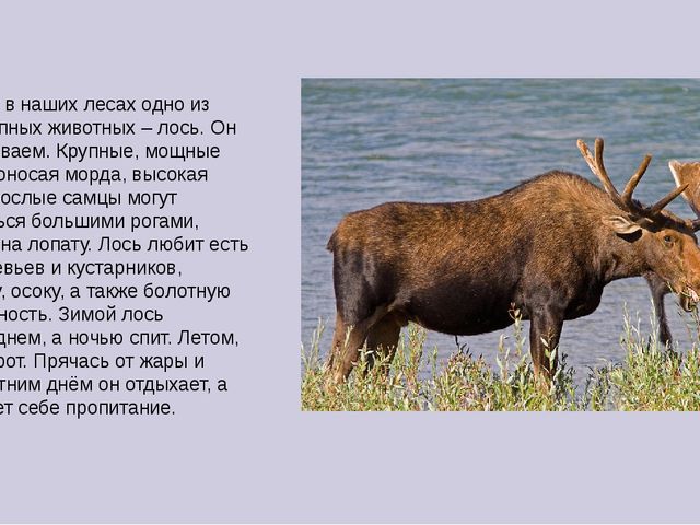 Презентация на тему "Животные средней полосы России"