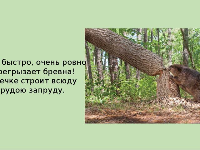 Презентация на тему "Животные средней полосы России"