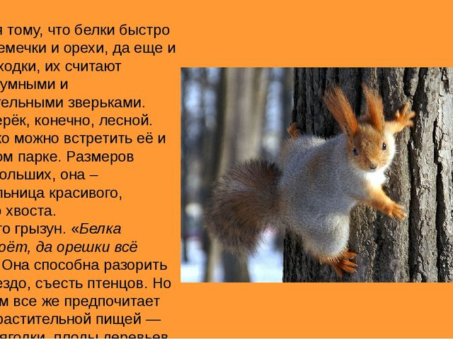 Презентация на тему "Животные средней полосы России"