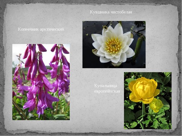 Презентация на тему "Многоцветие Республики Коми"