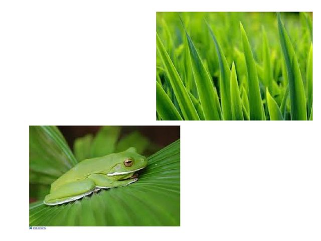Colors and what color is the shape