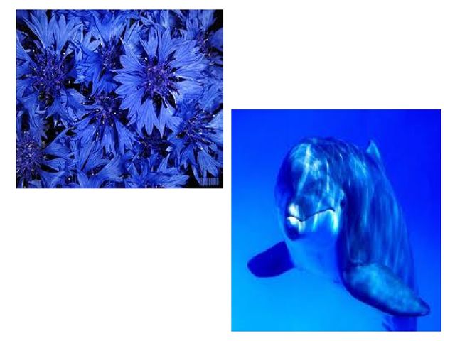 Colors and what color is the shape